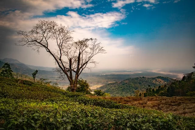 04 Nights & 05 Days Kalimpong, Darjeeling Tour Package