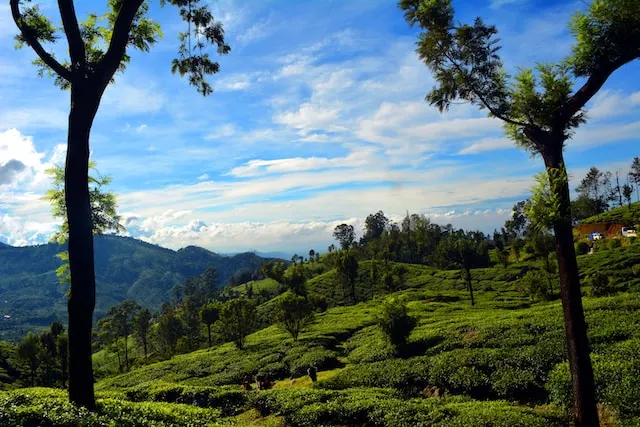 03 Nights & 04 Days Kalimpong, Darjeeling Tour Package